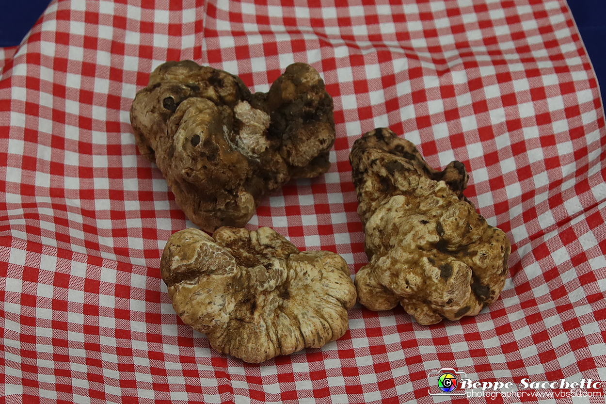 VBS_6491 - Fiera dei Santi - 12.ma Fiera Nazionale del Tartufo.jpg